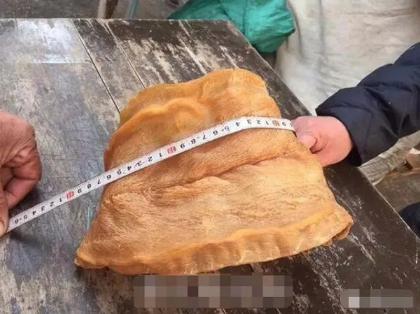 2 miếng bong bóng cá đều được bảo quản rất nguyên vẹn, không hề có dấu hiệu của nấm mốc hay bị mọt. Mỗi một miếng bong bóng cá này dài khoảng 50 cm, rộng 15 cm và nặng khoảng 500 gram.