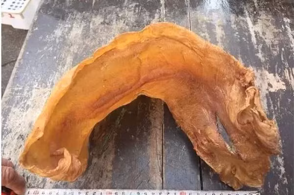 Sau khi mổ cá, làm sạch bong bóng và ngâm muối cẩn thận, ông Lâm đem chúng đi phơi. Nhưng, lần này ông lại quên bẵng món bong bóng cá tới tận 38 năm.