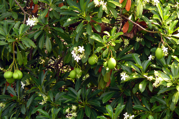 Quả của nó tròn tròn, giống quả táo, chứa một hạt độc lớn, được bao bọc bởi lớp vỏ xơ dày và lớp cùi bên ngoài. Quả của loài cây này chuyển từ màu xanh lá cây sang màu đỏ tía đến màu nâu đen, trước khi rụng khỏi cây.