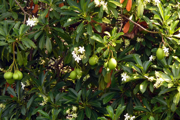 Quả của nó tròn tròn, giống quả táo, chứa một hạt độc lớn, được bao bọc bởi lớp vỏ xơ dày và lớp cùi bên ngoài. Quả của loài cây này chuyển từ màu xanh lá cây sang màu đỏ tía đến màu nâu đen, trước khi rụng khỏi cây.