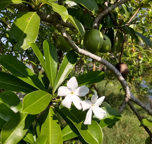 Tại Ấn Độ, Cerbera odollam được mệnh danh là "cây tự tử" bởi vì nhiều phụ nữ nước này đã ăn quả với hạt cực độc của cây này để tự tử. Các nhà khoa học tin rằng cây này được dùng để tự sát nhiều hơn bất kỳ loạt cây nào trên thế giới.