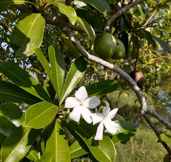 Tại Ấn Độ, Cerbera odollam được mệnh danh là "cây tự tử" bởi vì nhiều phụ nữ nước này đã ăn quả với hạt cực độc của cây này để tự tử. Các nhà khoa học tin rằng cây này được dùng để tự sát nhiều hơn bất kỳ loạt cây nào trên thế giới.