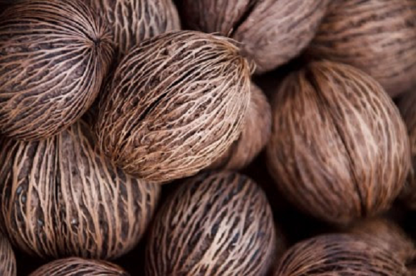 Tuy nhiên, quả của cây Cerbera Odollam lại có công dụng hữu ích. Các nhà khoa học dùng quả của này để sản xuất thuốc diệt khuẩn sinh học, chất khử mùi và có khả năng làm nguyên liệu thô dùng trong sản xuất dầu diesel sinh học.