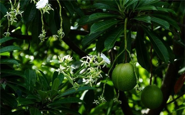 Vỏ phao giúp trái cây nổi trên mặt nước. Phần cùi mỏng được một số loài chim ăn. Vì có tán lá rậm rạp, hình tròn hoặc elip mà trước đây Cerbera odollam được sử dụng rộng rãi ở Singapore làm cây bóng mát.