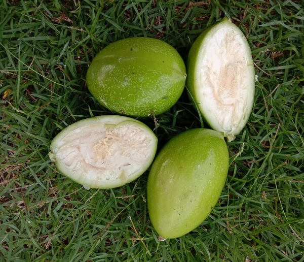 Vì vậy, mặc dù là một trong những cây độc nhất thế giới, cây tự sát ít nhiều có một số lợi ích cho chúng ta. Mời các bạn xem video: Khung cảnh thiên nhiên tuyệt đẹp tại các quốc gia ít dân nhất thế giới. Nguồn: VTC