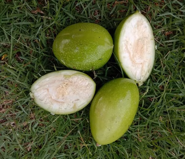 Vì vậy, mặc dù là một trong những cây độc nhất thế giới, cây tự sát ít nhiều có một số lợi ích cho chúng ta. Mời các bạn xem video: Khung cảnh thiên nhiên tuyệt đẹp tại các quốc gia ít dân nhất thế giới. Nguồn: VTC