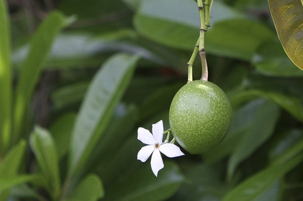 Hiện nay, y học vẫn chưa tìm ra thuốc giải độc tố cerberin ở người. Vì vậy, người bị nhiễm độc tố từ hạt cây Cerbera Odollam coi như "vô phương cứu chữa".