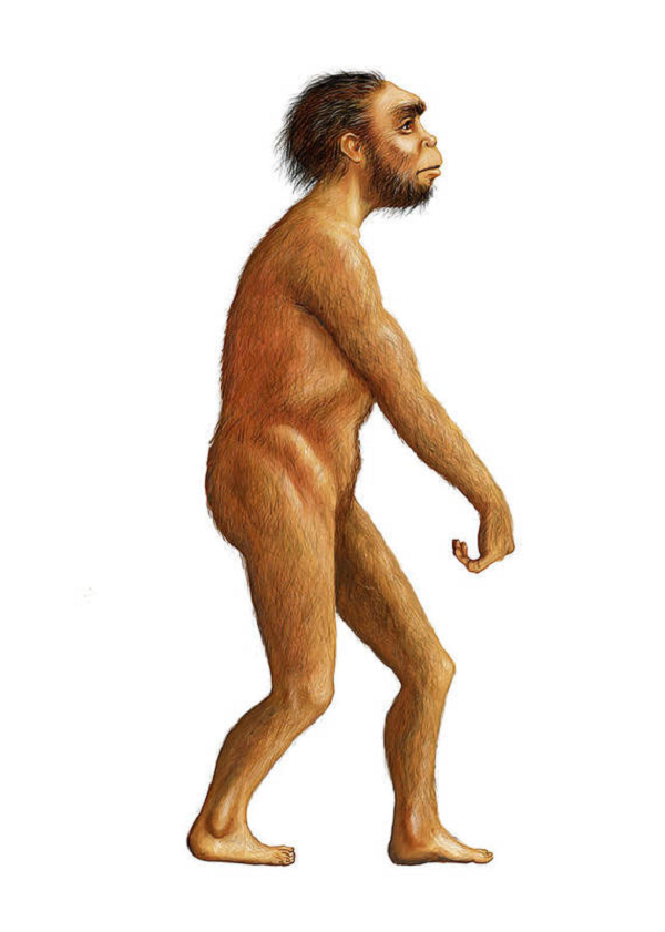 Tuy nhiên Homo naledi chỉ sống song song trên địa cầu với chúng ta khoảng 100.000 năm, sau đó tuyệt chủng vào khoảng 236.000 năm trước.