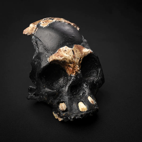 Những dấu vết của người Homo naledi này được tìm thấy ở một nơi rất sâu trong hang động Rising Star ở Johannesburg, Nam Phi.