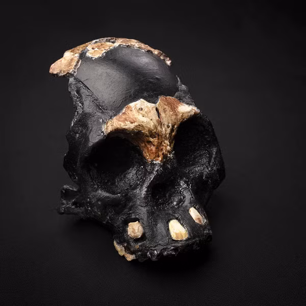 Những dấu vết của người Homo naledi này được tìm thấy ở một nơi rất sâu trong hang động Rising Star ở Johannesburg, Nam Phi.