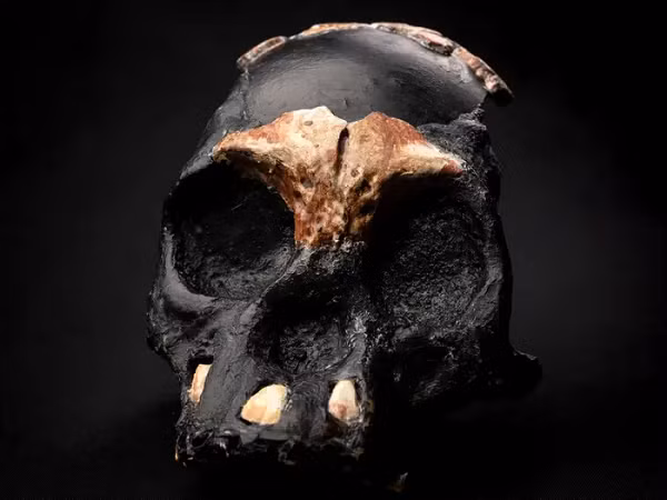 Người Homo naledi có khả năng leo trèo giỏi hơn con người hiện đại rất nhiều, nói đúng hơn là khá giống với một chú vượn.