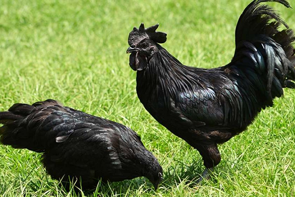 Giống gà đen Ayam Cemani quý ở chỗ đây là loại gà “đen từ trong ra ngoài”, tức đen từ bộ lông, da, mào, mắt tới xương và nội tạng. Do những đặc điểm dị biệt ấy, loại gà này còn mang tên gọi khác là gà “mặt quỷ”.