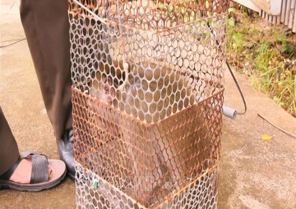 Cá thể khỉ đuôi dài có tên khoa học là Macaca fascicularis, cân nặng 3kg, thuộc nhóm 2B - nhóm nguy cấp quý hiếm, nghiêm cấm khai thác và sử dụng. Đây là cá thể khỉ đuôi dài được người dân tự nguyện giao nộp cho Hạt Kiểm lâm huyện Đồng Phú.