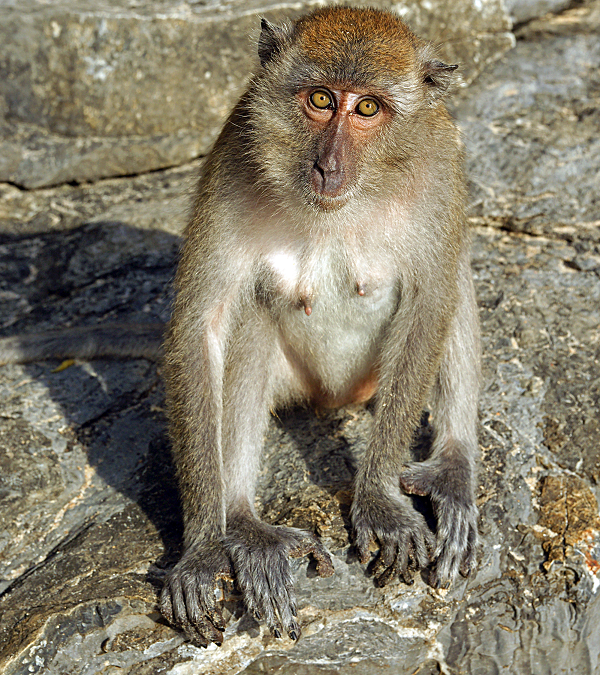 Con cái có lông quanh mồm thưa hơn. Con non sinh ra có màu đen. Đuôi dài và đuợc phủ một bộ lông tốt, chiều dài đuôi thường đạt 3/4 hoặc hơn so với chiều dài đầu và thân.