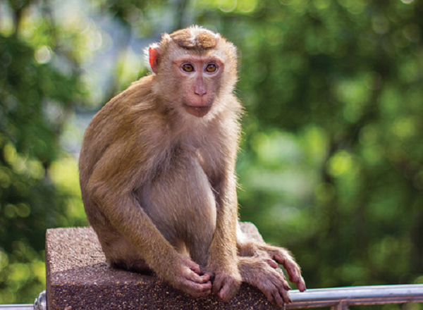 Đồng thời, khỉ chúa chỉ “cưng nhất” một chú khỉ con nào đó. Và chú khỉ con ấy sẽ được xem là “thái tử” kế vị ngôi sau này.