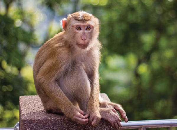 Đồng thời, khỉ chúa chỉ “cưng nhất” một chú khỉ con nào đó. Và chú khỉ con ấy sẽ được xem là “thái tử” kế vị ngôi sau này.