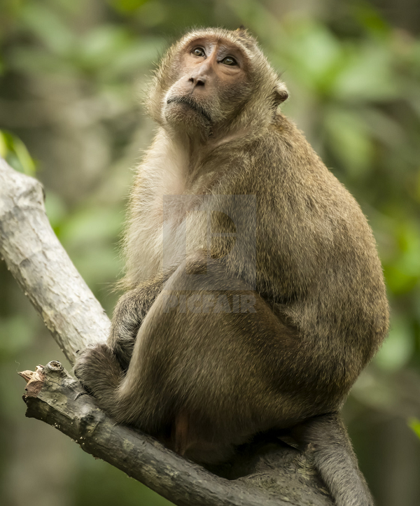 Khỉ đuôi dài sống thành đàn từ 10-100 con. Trung bình 1 con đực sẽ có 2,5 con cái. Điểm đặc biệt khỉ chúa là dáng vẻ oai phong.