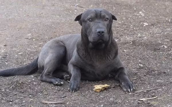 Khi dừng lại kiểm tra, trước mặt 3 bố con là một cục đá lạ có màu vàng, lúc này cô con gái nhỏ đột nhiên hỏi "Bố ơi, cái này có phải là vàng không?". Nghe cô bé nói vậy, người cha hơi có chút nghi hoặc trong lòng, anh ta quyết định nhặt viên đá và mang về.