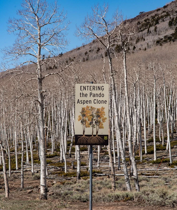 Bản thân nhiều cá thể dương già của Pando cũng đang bị ảnh hưởng bởi ít nhất 3 loại bệnh: bệnh thối nhũn vỏ cây, đốm lá và bệnh nấm. Sự thiếu đa dạng di truyền ảnh hưởng một phần đến khả năng tồn tại của nó.