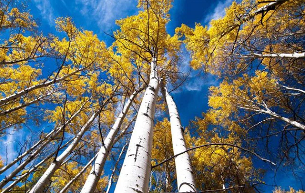 Kết quả cho thấy những con nai có ảnh hưởng lớn nhất đến sức khỏe của khu rừng. Chúng thường có thói quen ăn những chồi non và những cây dương non mới mọc và khiến cho khu rừng ngày càng trở nên già cỗi vì cây non không thể sinh trưởng và phát triển, điều đó đồng nghĩa với việc những cây dương cũ sẽ dần chết đi và không thể sinh thêm cây non nào nữa.