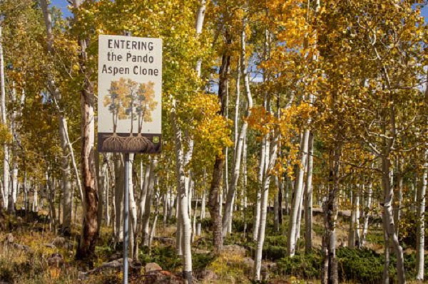 Nhìn từ trên cao, khu rừng như được bao phủ bởi hơn 40.000 cây lớn nhỏ. Được biết, mỗi cây dương lá rung đều là bản sao giống nhau, có thể tồn tại khoảng 100 – 150 năm. Rễ của chúng tiếp tục tái tạo cây đã chết thành cây mới ở vị trí khác gần đó.