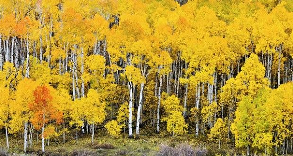 Sau khi nghiên cứu những cây Pando, một nhóm do Paul Rogers, phó giáo sư tại Đại học bang Utah, dẫn đầu đã phát hiện ra rằng 80% số lượng cây dương đã và đang gặp nguy hiểm. Thủ phạm vẫn là những ảnh hưởng từ sự phát triển và mở rộng khu vực hoạt động của con người.