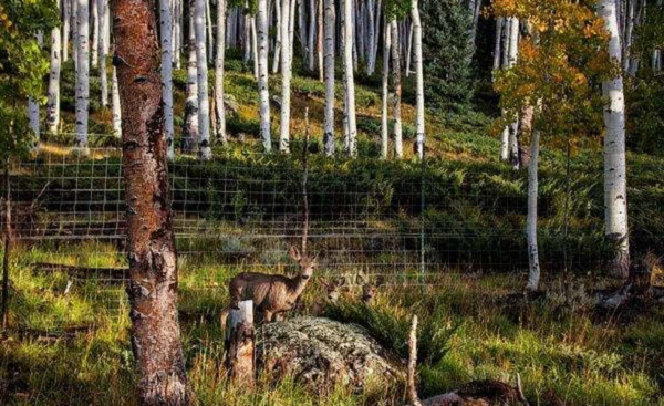 Tại sao điều này tới giờ mới xảy ra? Câu trả lời vẫn là do ảnh hưởng đến từ con người. Đầu thế kỷ 20, con người đã giết chết số lượng lớn những loài thiên địch của nai như sói và gấu xám ở khu vực này và biến nơi đây thành khu vực cắm trại và biến đây thành thiên đường của các loài hươu nai.