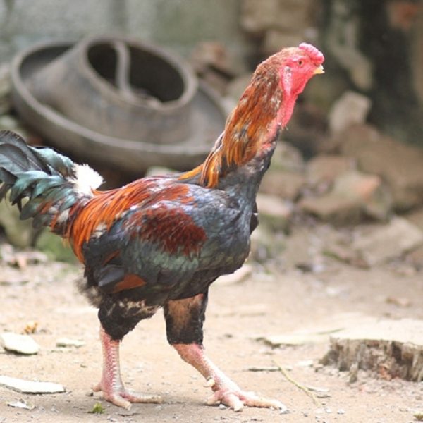 Năm 2003, chúng là giống gà nuôi duy nhất được đưa vào Sách Đỏ Việt Nam. Bên cạnh đó, gà Móng còn được Viện Chăn nuôi xây dựng dự án bảo tồn gen. Chúng sở hữu chất lượng thịt cực kỳ thơm ngon cho nên được rất nhiều người ưa thích.