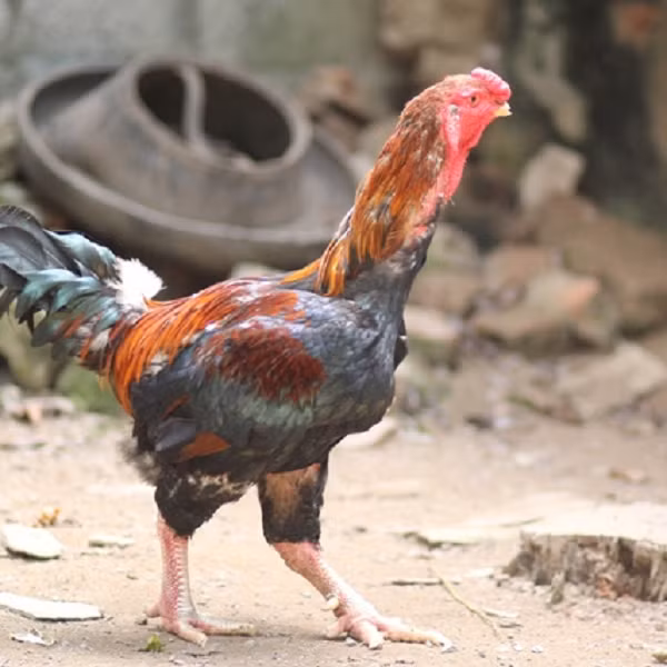 Năm 2003, chúng là giống gà nuôi duy nhất được đưa vào Sách Đỏ Việt Nam. Bên cạnh đó, gà Móng còn được Viện Chăn nuôi xây dựng dự án bảo tồn gen. Chúng sở hữu chất lượng thịt cực kỳ thơm ngon cho nên được rất nhiều người ưa thích.