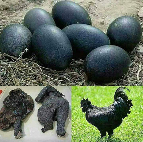 Gà mặt quỷ không chỉ có lông, thịt mà mào, mỏ, lục phủ ngũ tạng…cũng màu đen, đến trứng của nó cũng có màu đen. Đây là giống gà được lai tạo từ một loại gen tự nhiên có tên Fibromelanosis, giống gà này có sức đề kháng cao, phù hợp với điều kiện sống ở Việt Nam.