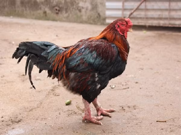 Hiện giá gà này dao động 150.000 - 180.000 đồng một kg, tức mỗi con cả triệu đồng tùy theo độ tuổi do được nhiều người săn lùng, có khi đặt trước hàng tháng nhưng vẫn không đủ để bán.