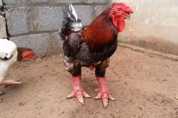 Gà Đông Tảo từ lâu đã được xem là giống gà quý hiếm thuần chủng của Việt Nam, thường được dùng để tiến vua vào thời xa xưa, hiện nay chúng là đặc sản chỉ dành cho những người giàu có.