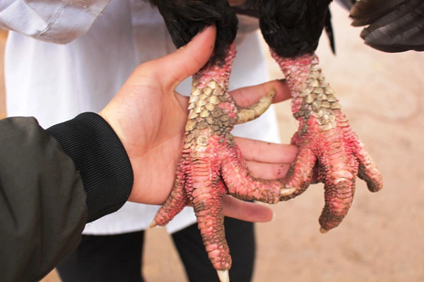 Gà Móng Tiên Phong là một trong những giống gà nội địa hết sức quý hiếm của nước ta. Giống gà này có xuất xứ từ thôn Móng, xã Tiên Phong, huyện Duy Tiên, tỉnh Hà Nam. Dường như chỉ thích nghi với khí hậu, thổ nhưỡng ở đây nên gà Móng đỏ được nuôi độc nhất tại xã này.