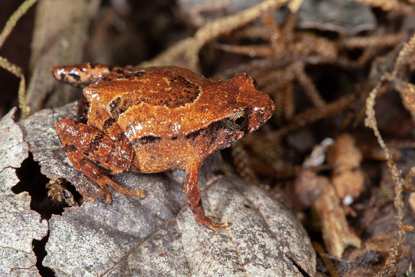 Quy mô dân số nhỏ khiến loài ếch này dễ bị tổn thương hơn trước tác động của biến đổi khí hậu. Vì vậy chính quyền New South Wales đã nhanh chóng vào cuộc để bảo vệ môi trường sống của chúng.