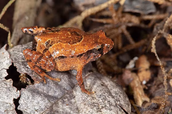 Quy mô dân số nhỏ khiến loài ếch này dễ bị tổn thương hơn trước tác động của biến đổi khí hậu. Vì vậy chính quyền New South Wales đã nhanh chóng vào cuộc để bảo vệ môi trường sống của chúng.