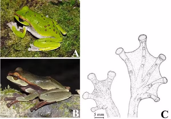 Loài ếch này sinh sống trong sinh cảnh rừng thường xanh trên núi đá độ ẩm cao với sương mù và mưa phùn xuất hiện thường xuyên.
