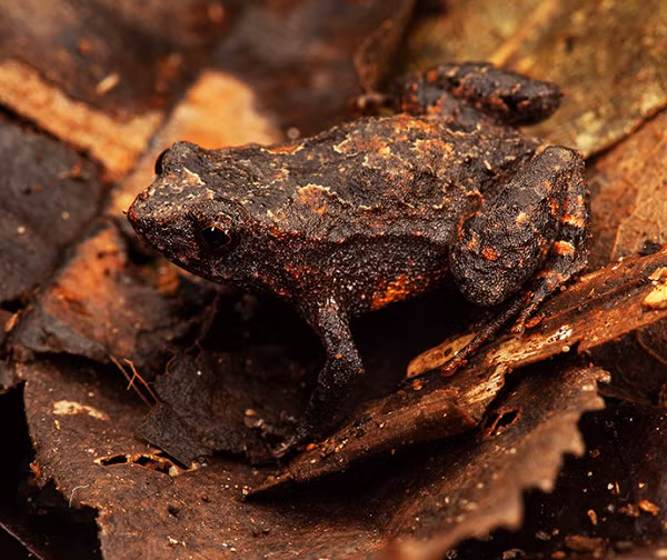 Ếch Assa wollumbin sp.nov đẻ trứng trên nền rừng nhiệt đới chứ không phải dưới nước. Ếch bố sau đó sẽ nằm lên những quả trứng trong vòng 6 ngày cho tới khi nòng nọc con được nở ra.