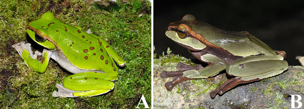 Loài thứ ba mới được phát hiện là Ếch cây frank - Zhangixalus franki Ninh, Nguyen, Orlov, Nguyen, and Ziegler, 2020. Tên loài mới được đặt theo tên của cố Giáo sư, Tiến sĩ, bác sỹ thú y, nhà bảo tồn lưỡng cư Frank Mutschmann người Đức để vinh danh và ghi nhận sự hỗ trợ của ông đối với các dự án nghiên cứu và bảo tồn động vật lưỡng cư ở Việt Nam.