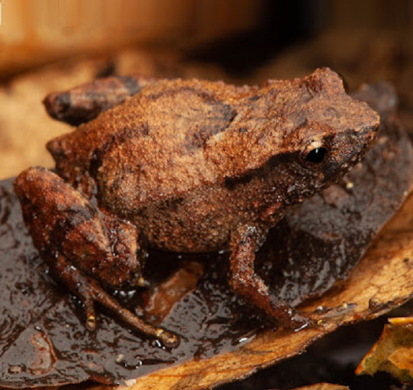 Loài ếch mới được đặt tên là Assa wollumbin sp.nov. Chúng rất đặc biệt so với những họ hàng của mình. Thâm chí, nó còn “dị” hơn cả những đồng loại được biết đến với chuyện đẻ trứng và nuôi con trên lưng.