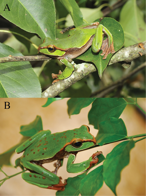 Loài ếch thứ hai được phát hiện gần đây là Ếch cây jô-đi Zhangixalus jodiae Nguyen, Ninh, Orlov, Nguyen, and Ziegler, 2020. Tên loài mới được đặt theo tên của Tiến sĩ Jodi Rowley - Bảo tàng Úc với những đóng góp xuất sắc của bà trong việc nghiên cứu về phân loại lưỡng cư ở Châu Á.