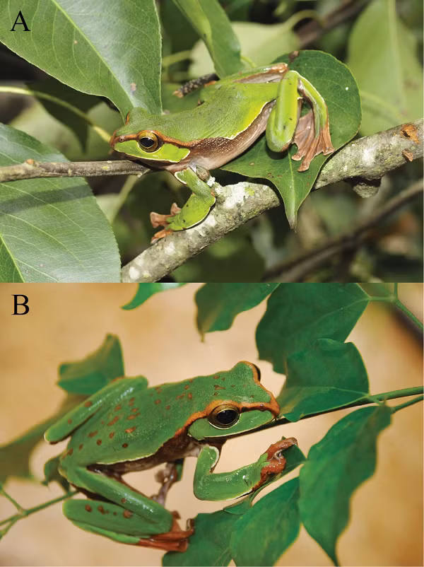 Loài ếch thứ hai được phát hiện gần đây là Ếch cây jô-đi Zhangixalus jodiae Nguyen, Ninh, Orlov, Nguyen, and Ziegler, 2020. Tên loài mới được đặt theo tên của Tiến sĩ Jodi Rowley - Bảo tàng Úc với những đóng góp xuất sắc của bà trong việc nghiên cứu về phân loại lưỡng cư ở Châu Á.