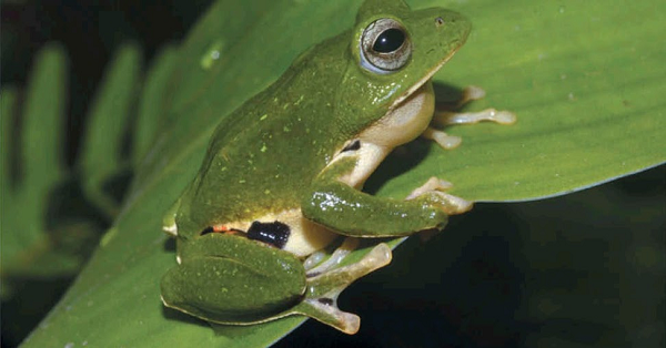 Đây là loài ếch có kích thước trung bình với chiều dài cơ thể ở cá thể đực trưởng thành khoảng 34,8 mm, chiều rộng đầu nhỏ hơn chiều dài đầu.