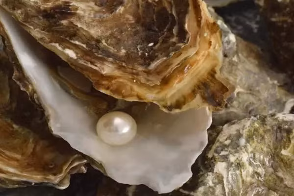 Ông JonTurrcott, người quản lý một trang trại chuyên nuôi hàu nằm ở bang Maine (Mỹ) cũng nhận xét tương tự: “Chuyện này rất hiếm khi xảy ra trong tự nhiên bởi tỷ lệ xác suất để một con hàu "ngậm trai" một cách ngẫu nhiên là 1/10.000”.