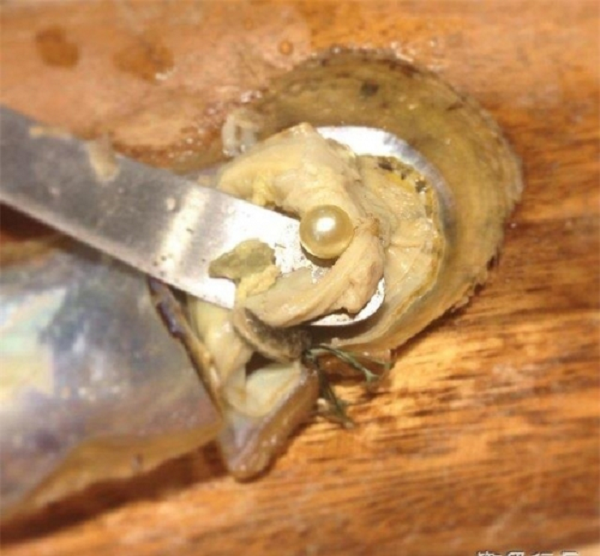 Tuy Antosh ban đầu không nói vụ tìm thấy ngọc trai với nhà hàng nhưng sau đó ông lại tò mò và gọi điện cho bếp trưởng để tìm hiểu xem có nhiều người tìm thấy ngọc trai trong đồ ăn như mình không.