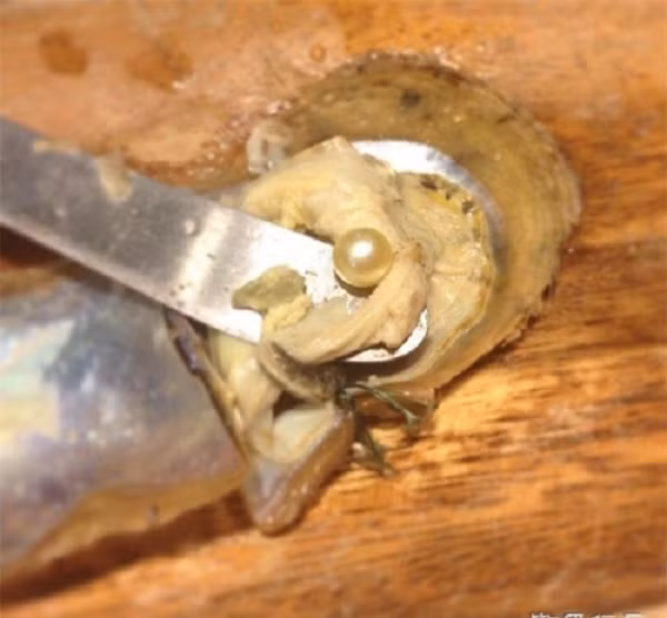 Tuy Antosh ban đầu không nói vụ tìm thấy ngọc trai với nhà hàng nhưng sau đó ông lại tò mò và gọi điện cho bếp trưởng để tìm hiểu xem có nhiều người tìm thấy ngọc trai trong đồ ăn như mình không.