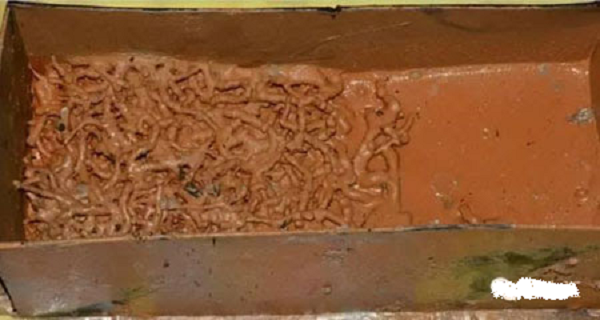 Chuyên gia cẩn thận mở nắp hộp, nhưng chứng kiến thứ bên trong khiến tất cả những người có mặt lập tức kinh hãi vì giống hệt những con giòi lúc nhúc bên trong.