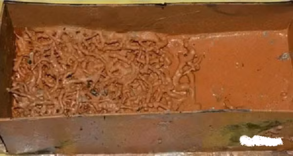 Chuyên gia cẩn thận mở nắp hộp, nhưng chứng kiến thứ bên trong khiến tất cả những người có mặt lập tức kinh hãi vì giống hệt những con giòi lúc nhúc bên trong.