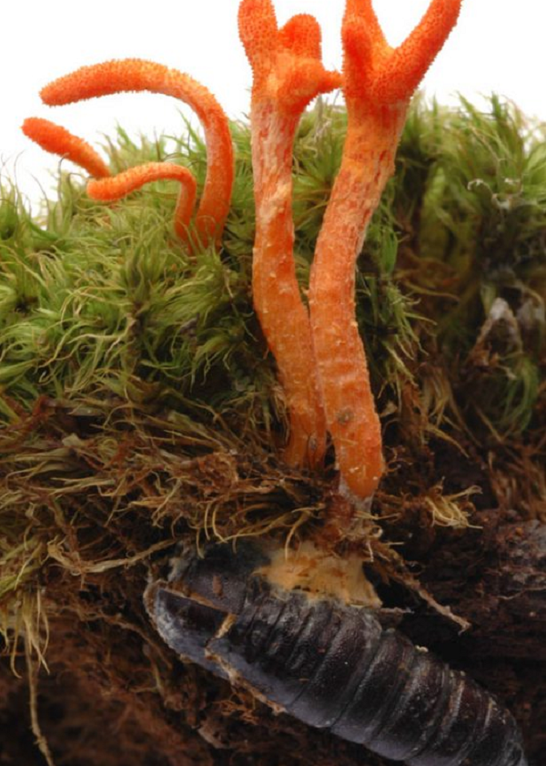 Đến một thời điểm nào đó, thường là vào mùa hạ, nấm mọc thân dài màu nâu vươn lên từ đầu sâu non ra khỏi mặt đất như thân thảo, nên được gọi là “hạ thảo”.