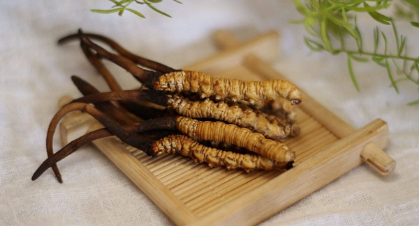 Nấm sống ký sinh ở ấu trùng, phát triển các sợi hút dưỡng chất bên trong. Theo thời gian, sợi nấm phát triển mạnh sẽ xâm chiếm vật chủ, làm sâu non chết dần. Sự tồn tại theo hình thức này được gọi là “đông trùng”.