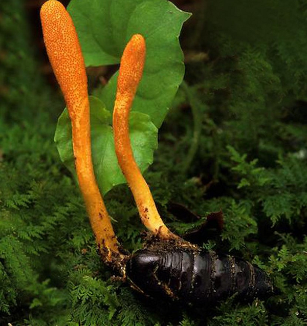 Người dân thu hoạch toàn bộ gồm cả khoản tọa, khuẩn ty và ấu trùng. Đông trùng hạ thảo sau khi thu hoạch có thể dùng tươi, sấy khô hoặc bào chế thành nhiều dạng chế phẩm như ngâm rượu, bào bột mịn, nước uống, viên… Mời các bạn xem video: Khung cảnh thiên nhiên tuyệt đẹp tại các quốc gia ít dân nhất thế giới. Nguồn: VTC.